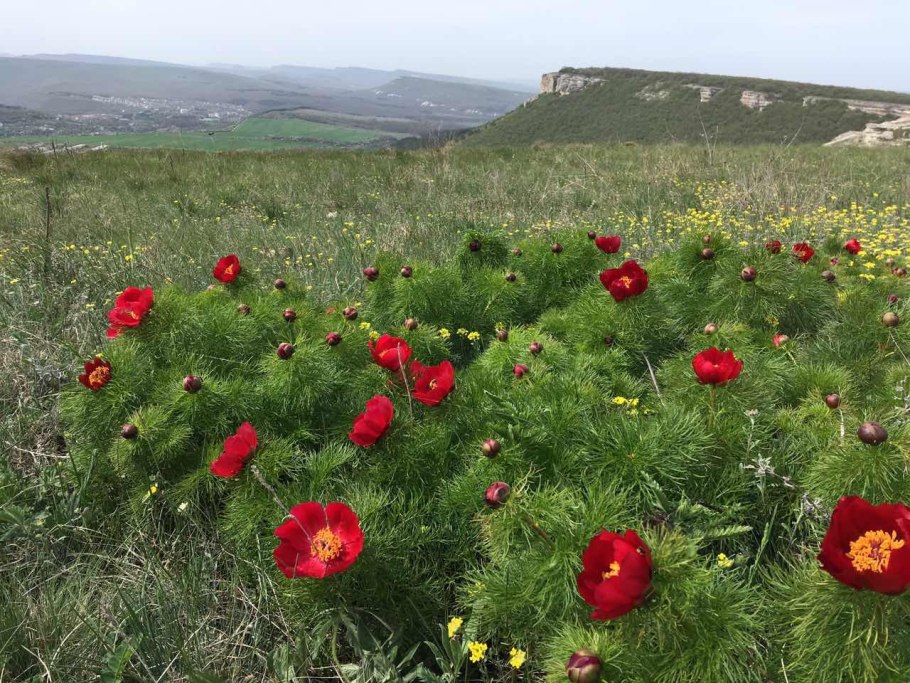 Пион тонколистный в Крыму