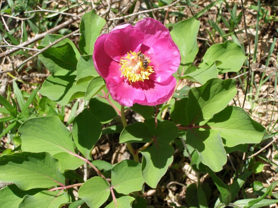 Пион тонколистный Крымский