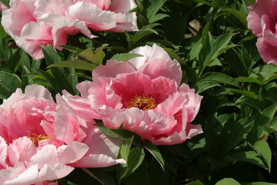 Пион тонколистный Крымский