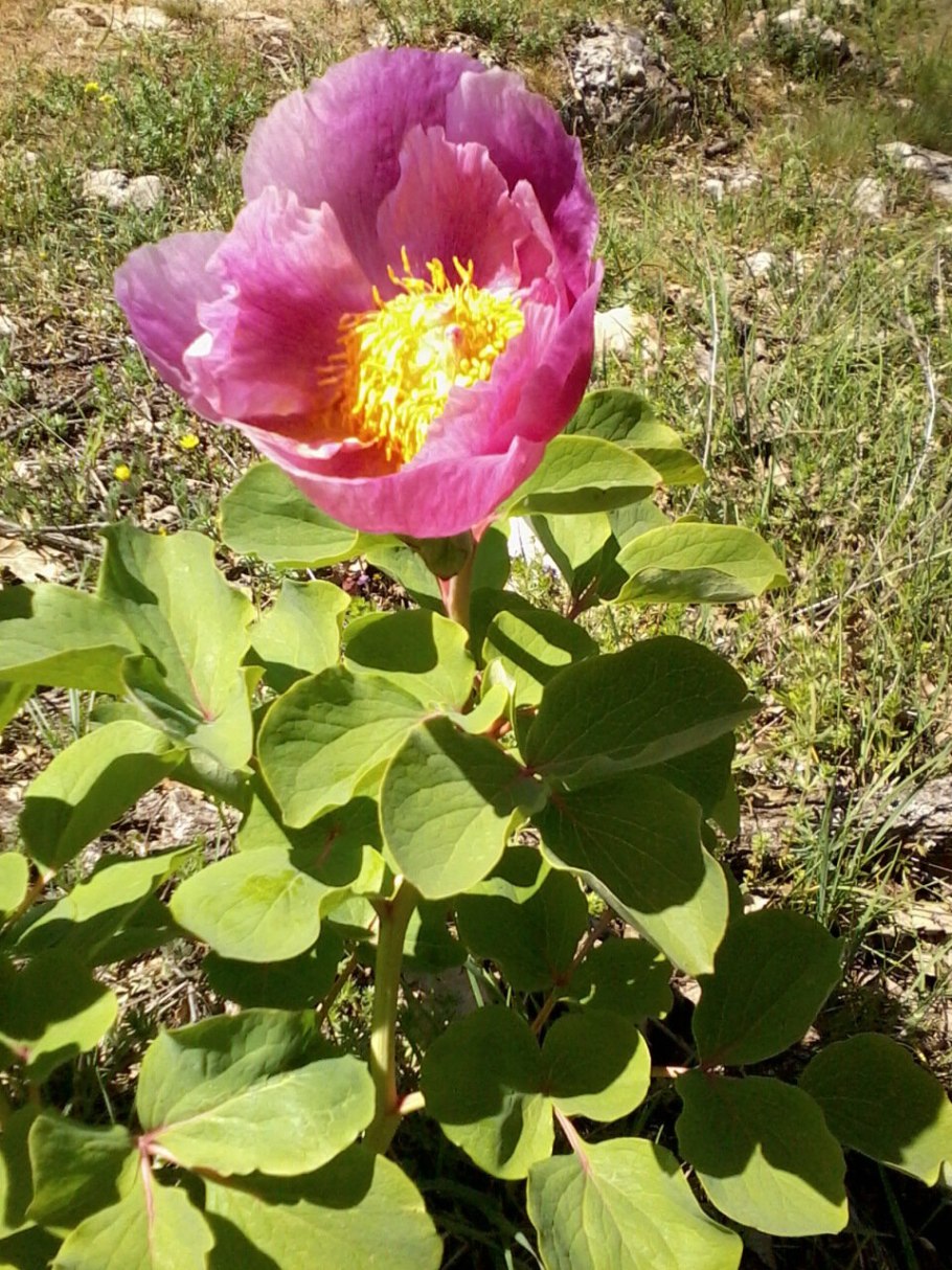 Пион Крымский в саду
