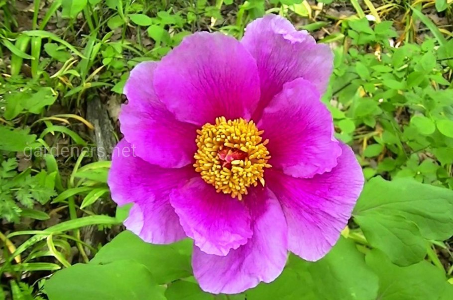 Курильский пион горный