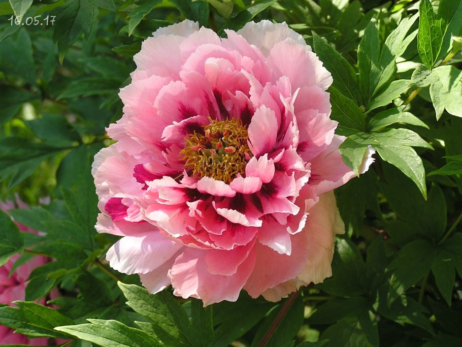 Пион Сейбл фото и описание