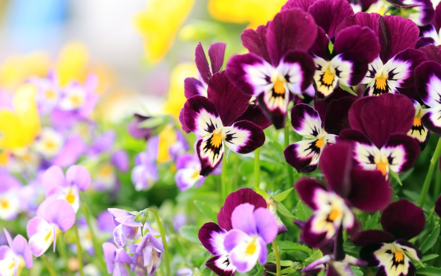 Анютины глазки