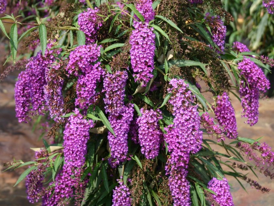 Буддлея Иль де Франс