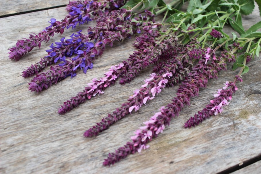 Шалфей тибетский