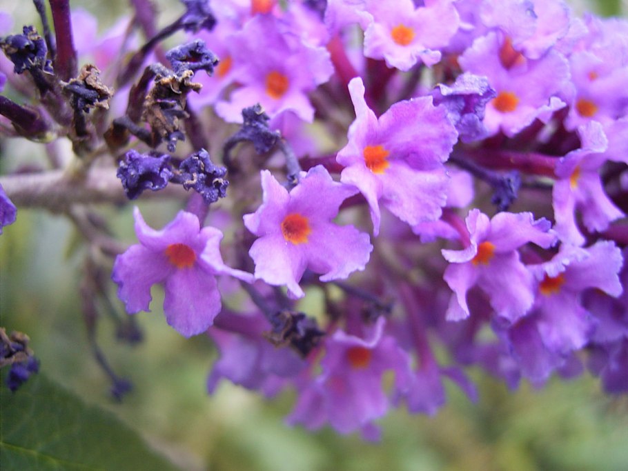 Buddlejaceae