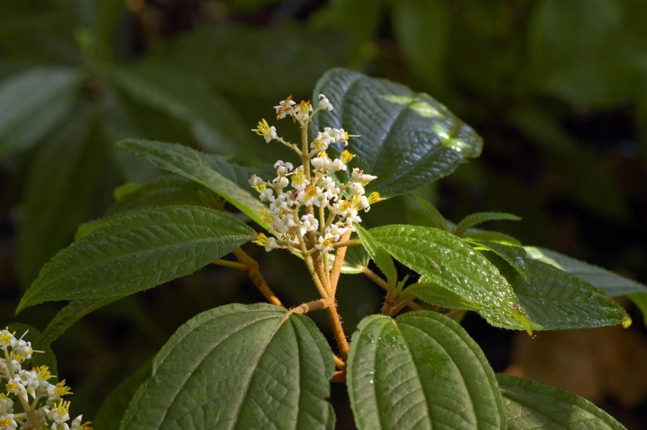 Brachyotum ledifolium