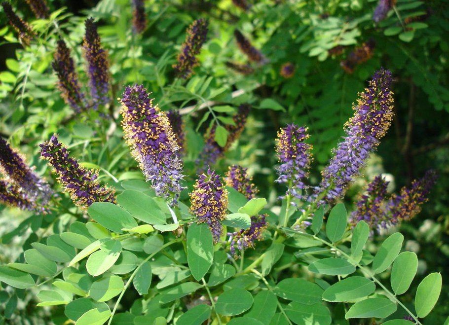 Аморфа полукустарниковая