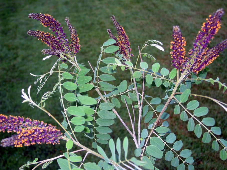 Аморфа полукустарниковая