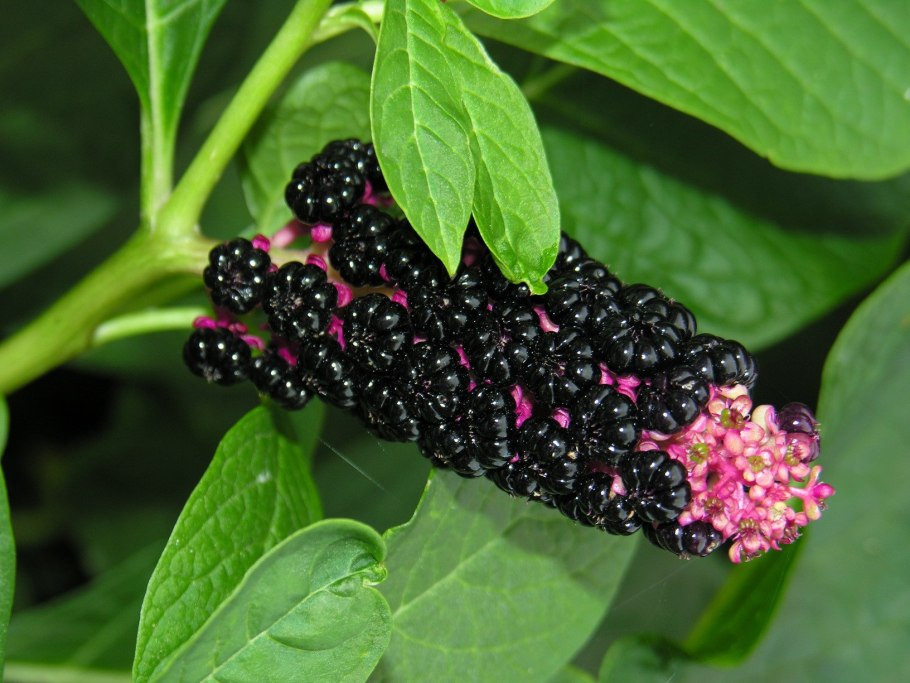Фитолакка (Phytolacca Americana)