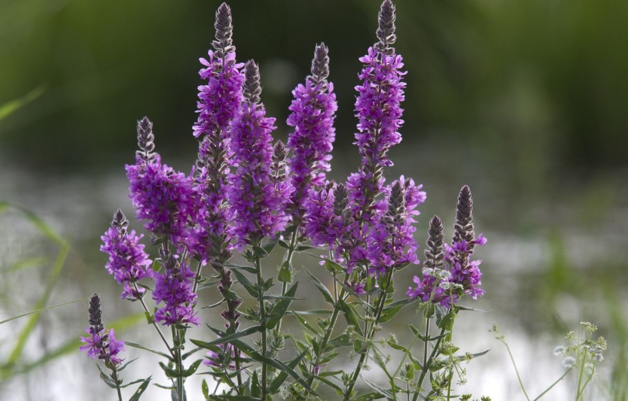 Дербенник иволистный