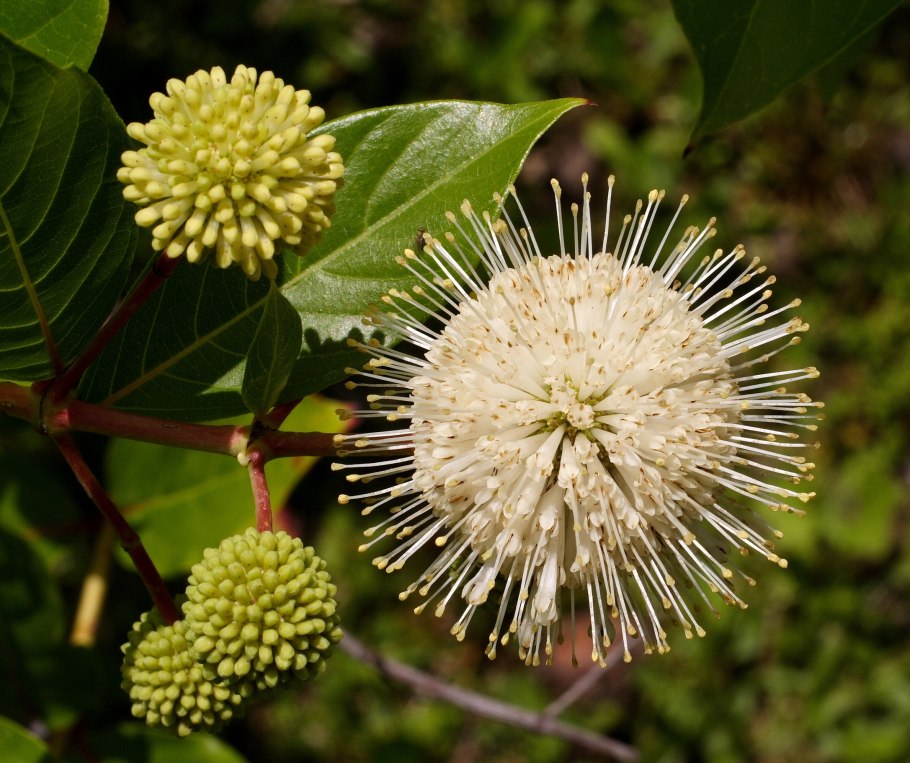 ГОЛОВАЧ Западный — Cephalanthus occidentalis