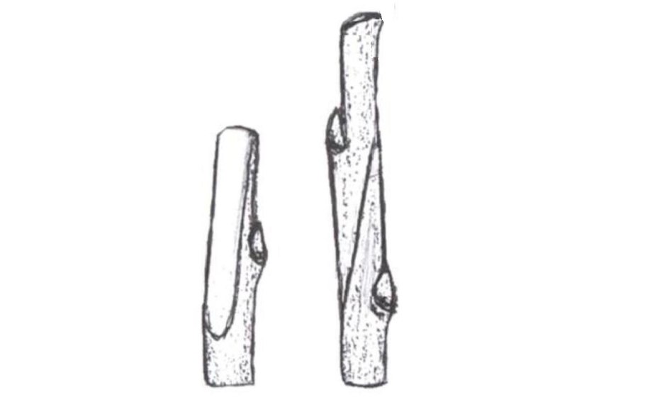 Фото почки окулировки