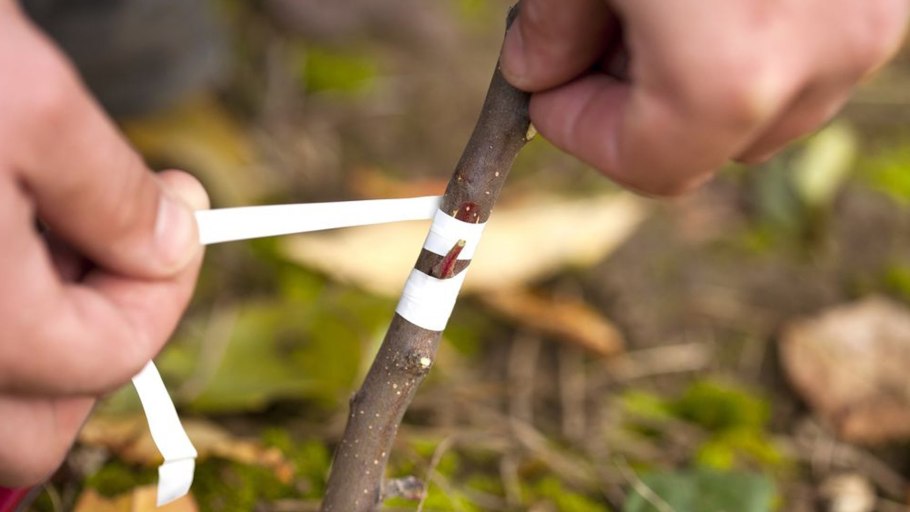 Арония черноплодная прививка