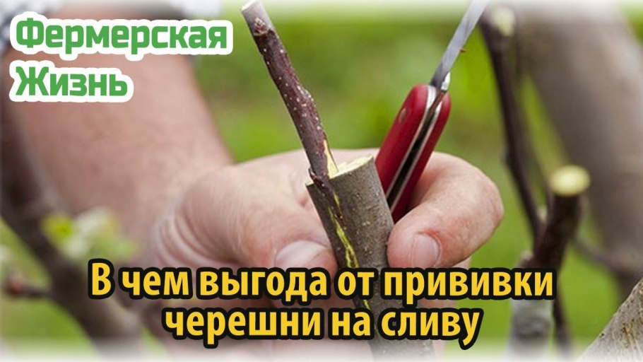 Весенняя окулировка плодовых деревьев