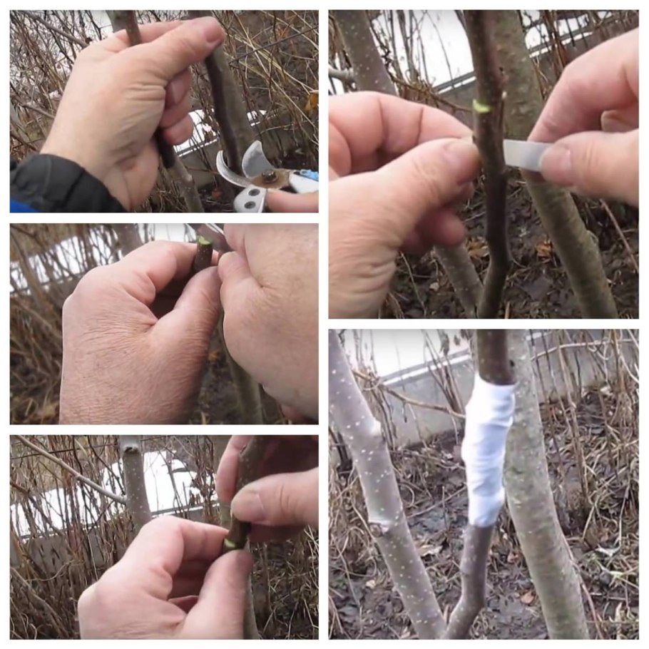 Прививка яблони в расщеп и в разрез