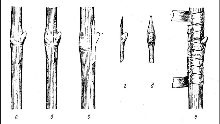 Окулировка черешни