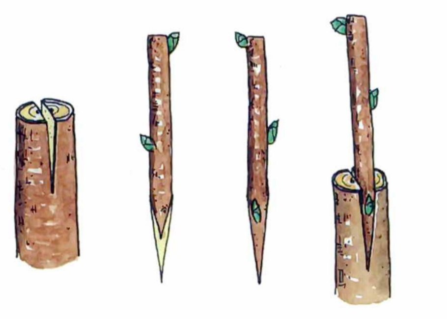 Прививка растений окулировка