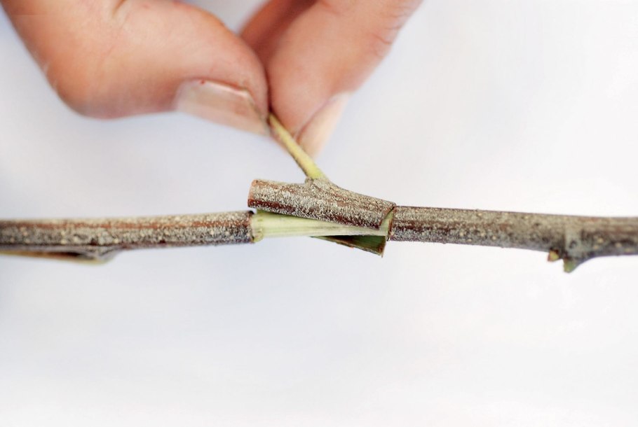 Прививка деревьев в расщеп