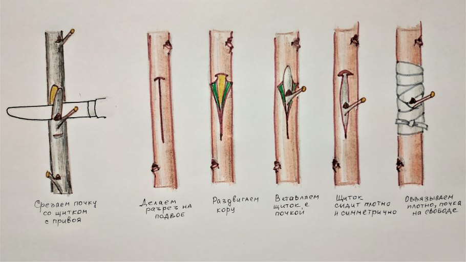 Прививка в расщеп плодовых деревьев