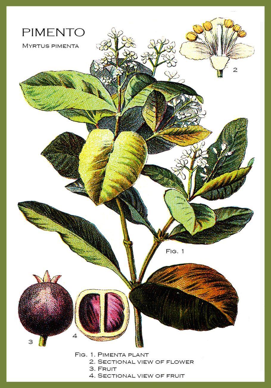 Ямайский перец душистый