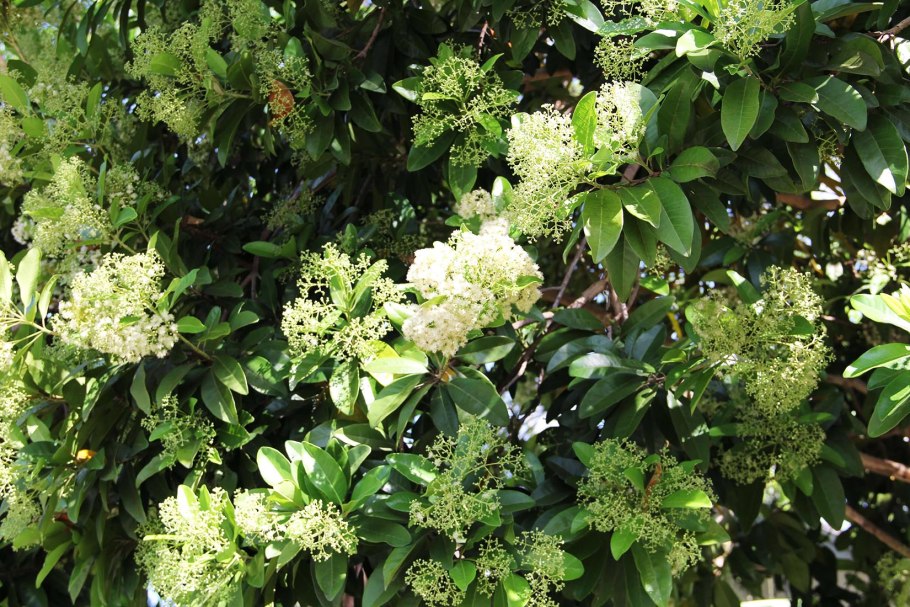 Пимента двудомная