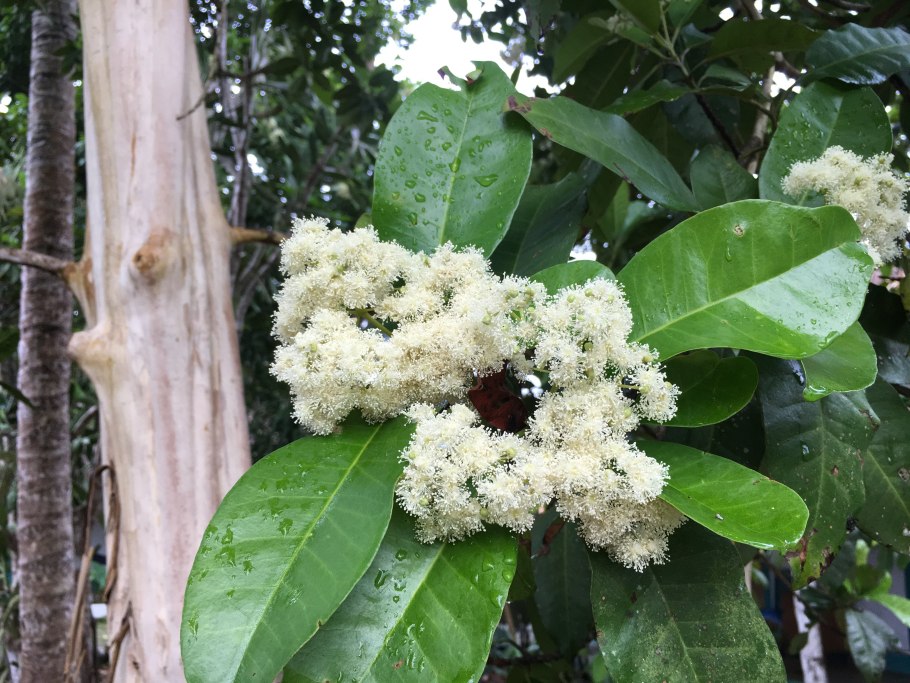 Пимента двудомная