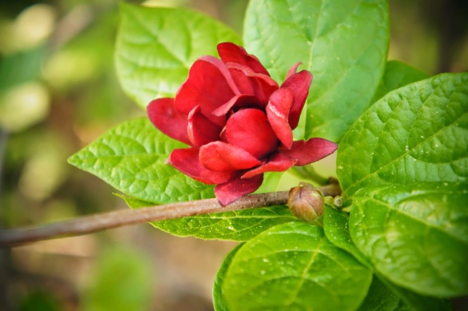 Душистый перец (Pimenta officinalis)