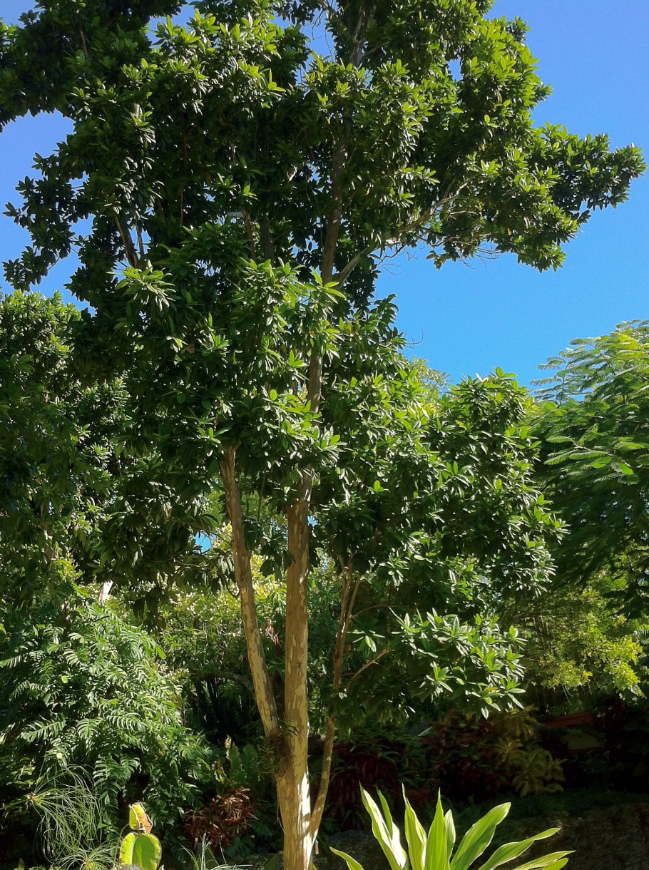 Пимента двудомная