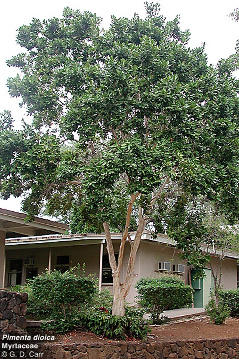 Перечное дерево шинус