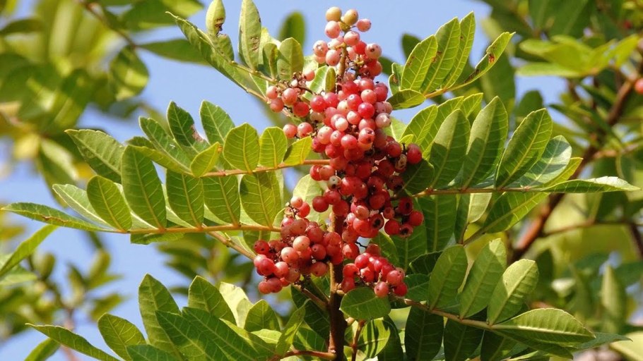 Листья пименты