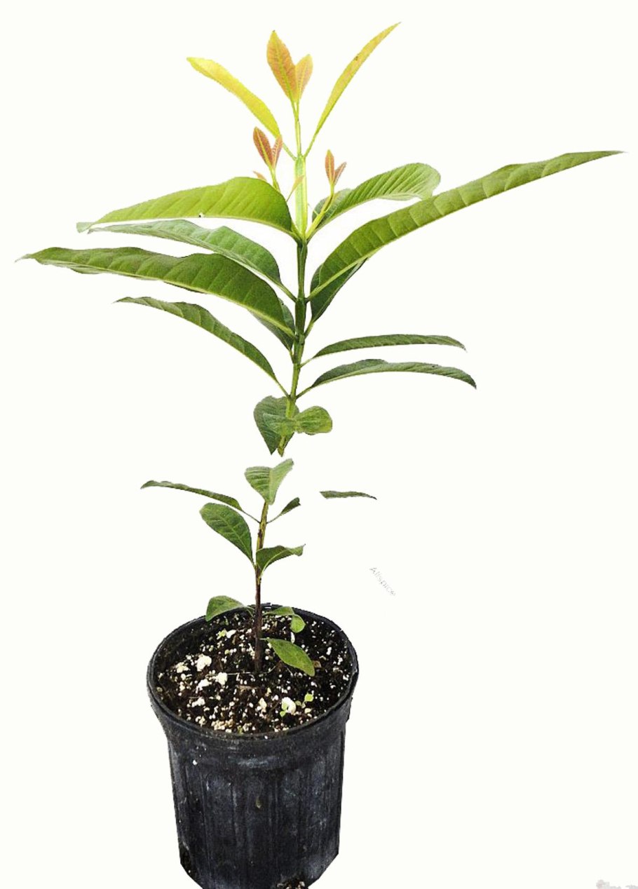 Душистый перец дерево