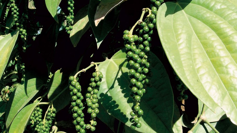 Pimenta dioica (l.) merr. — Пимента лекарственная, или ямайский перец