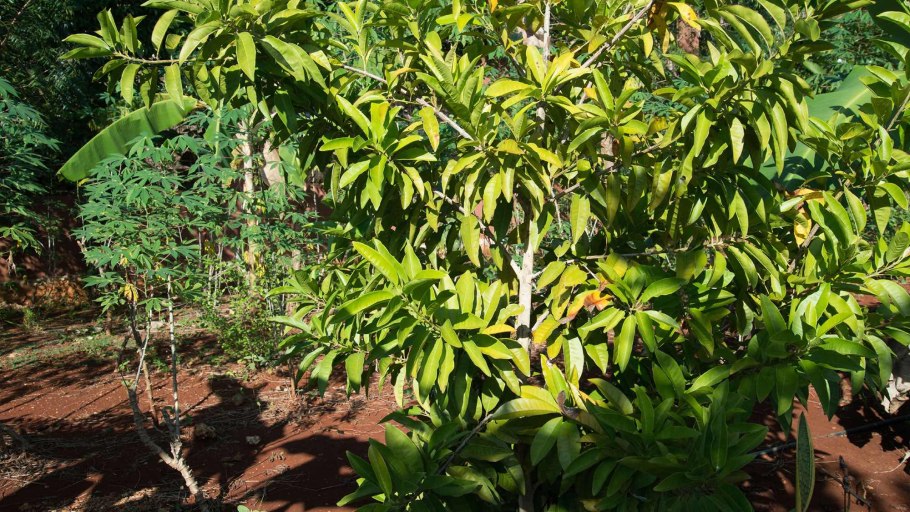 Душистый перец горошком и лаврушка