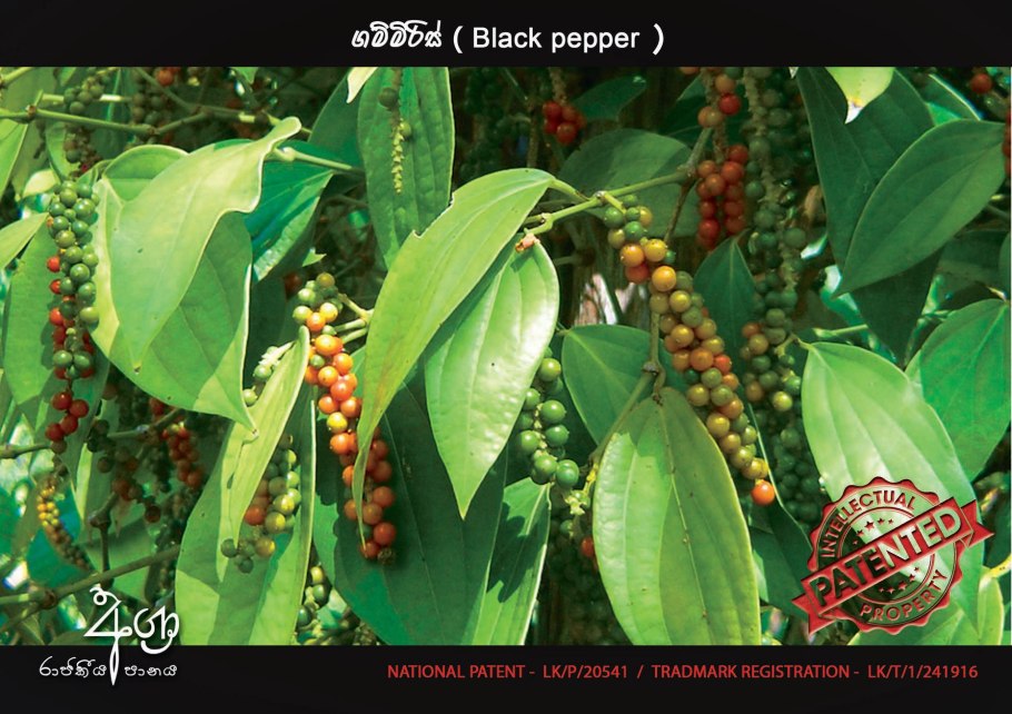 Pimenta racemosa листья