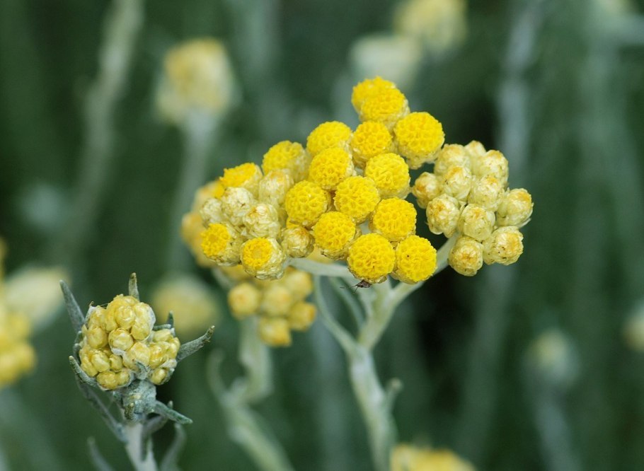 Helichrysum arenarium