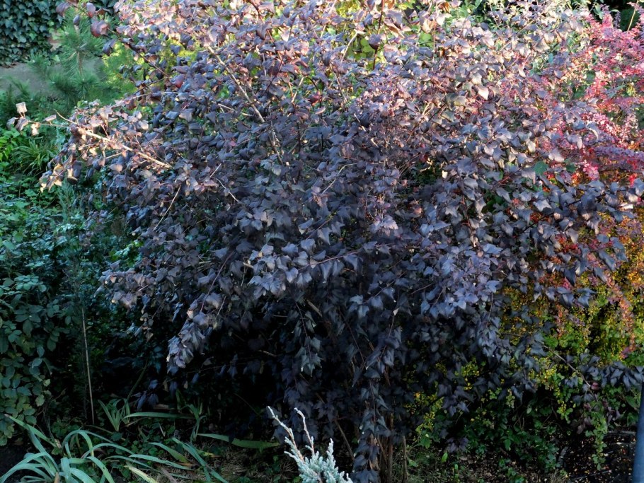 Пузырник Атабаева