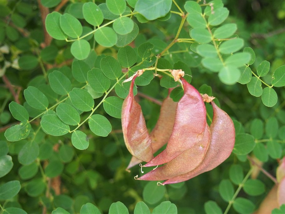 Пузырник Киликийский