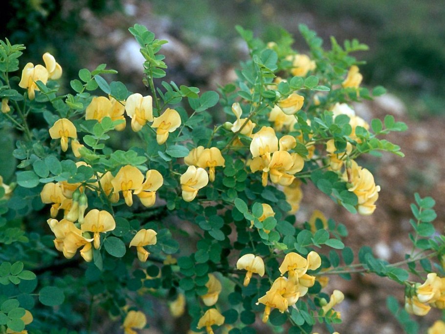 Пузырник древовидный (Colutea arborescens)