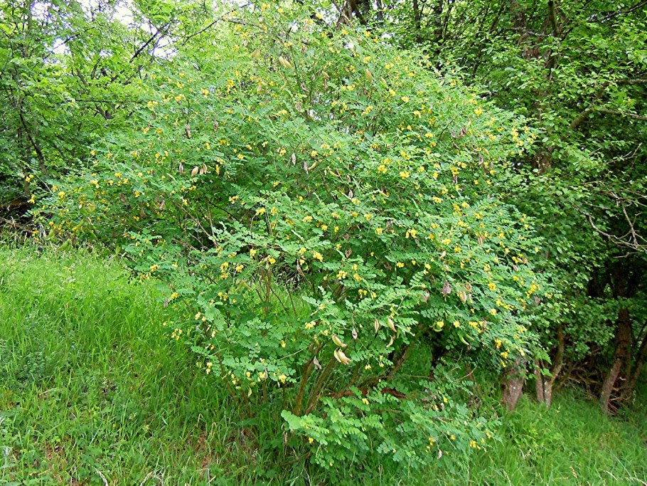 Пузырник древовидный (Colutea arborescens)