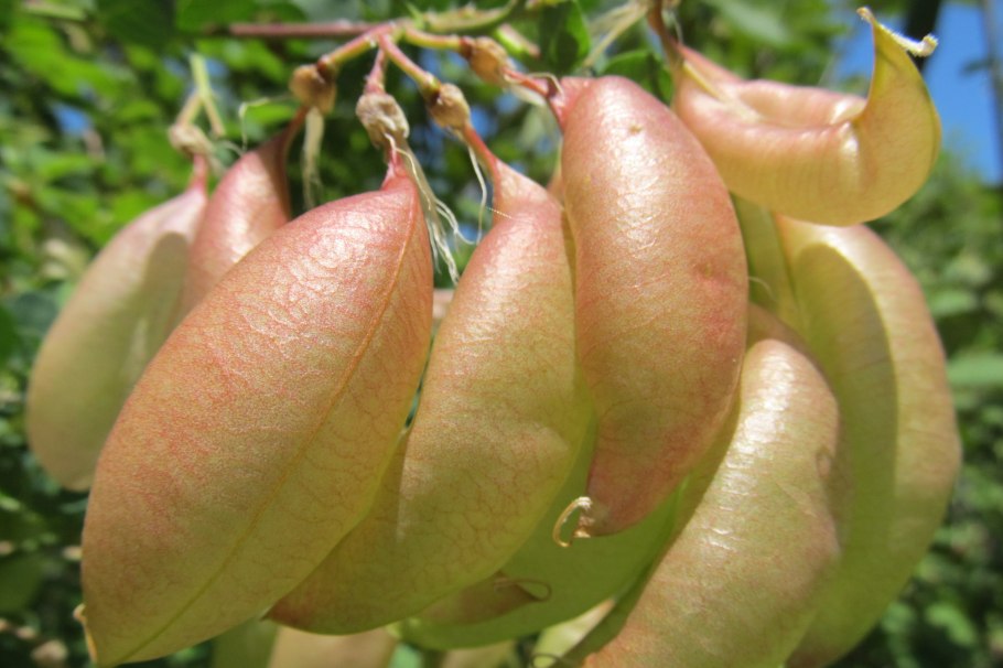 Пузыреплодник-древовидный - Colútea arborescens