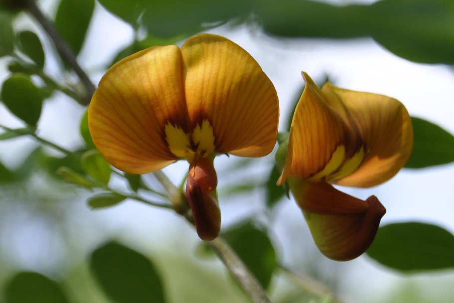 Пузырник средний