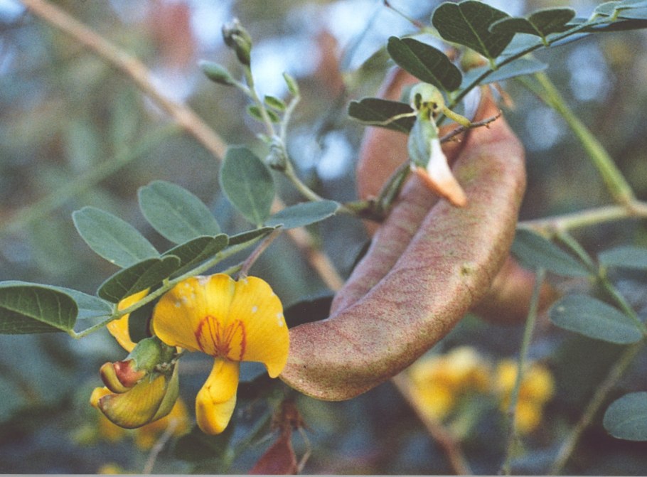 Пузырник бульбоносный