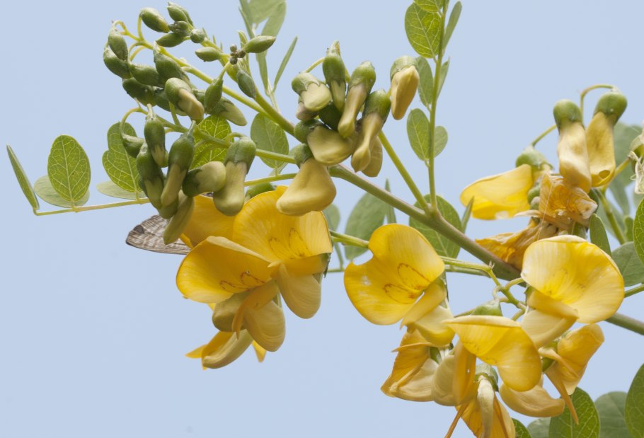 Пузырник древовидный плод