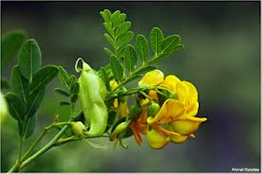 Пузырник Киликийский