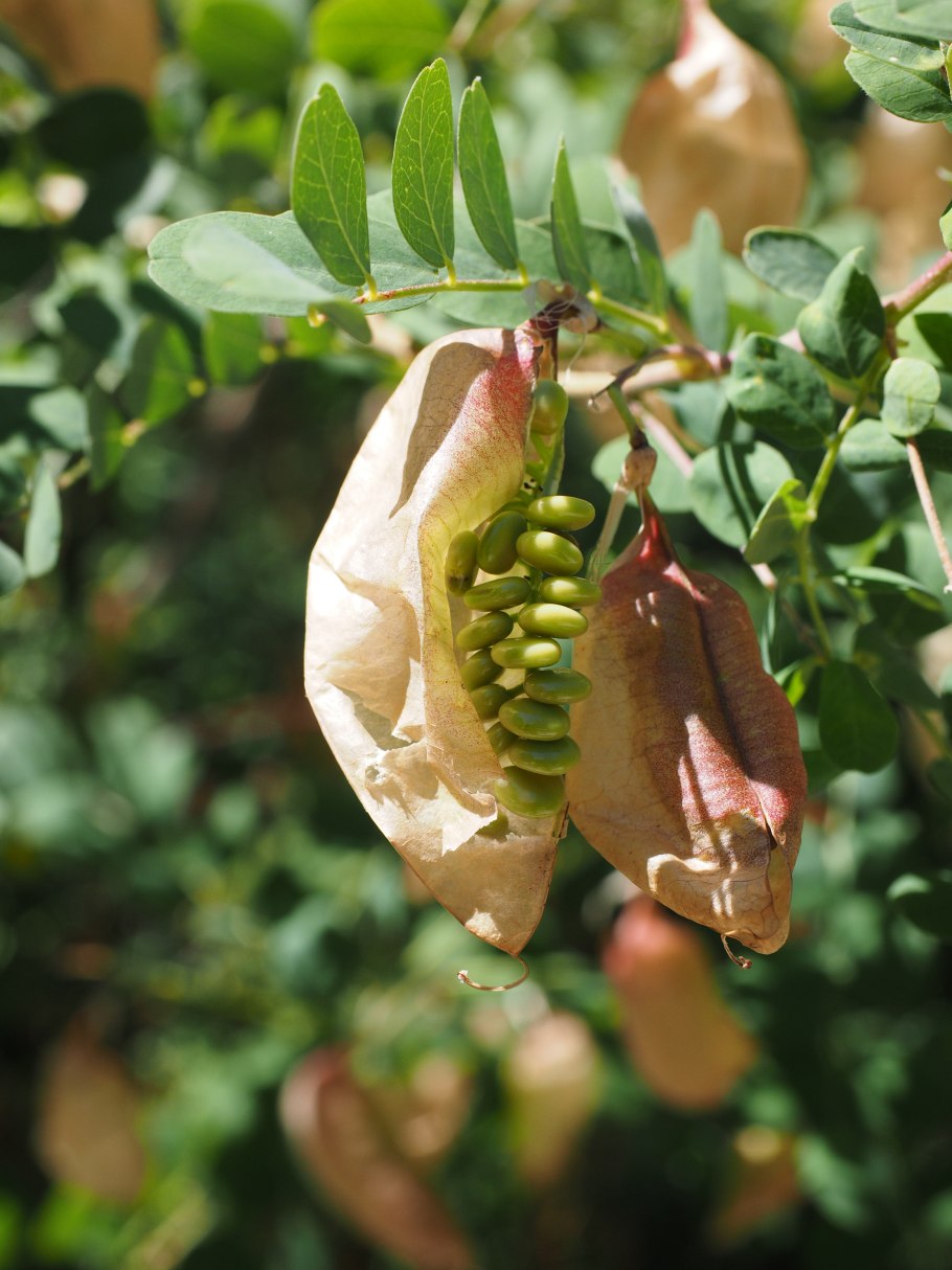 Пузырник обыкновенный