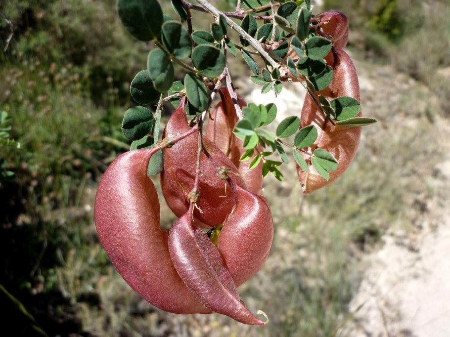 Пузырник папоротник