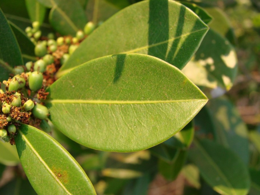 Erythroxylum Coca