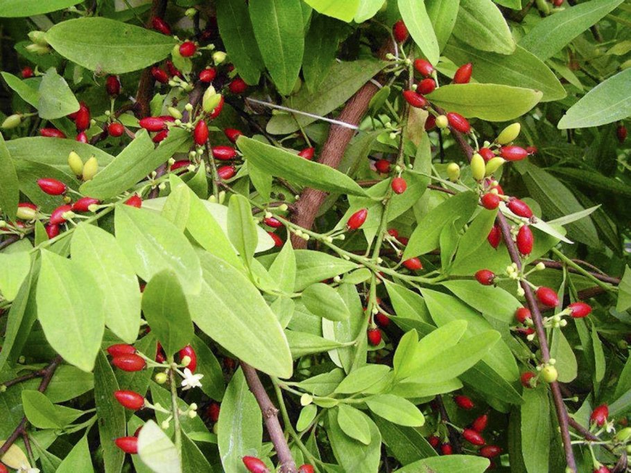 Эритроксилум Кока