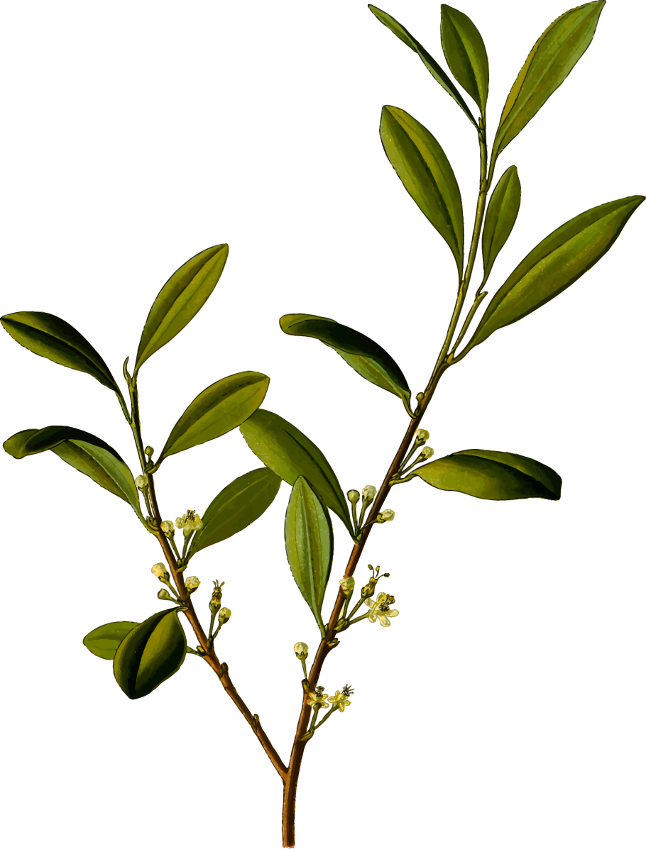 Дерево Кока (Erythroxylon Coca)